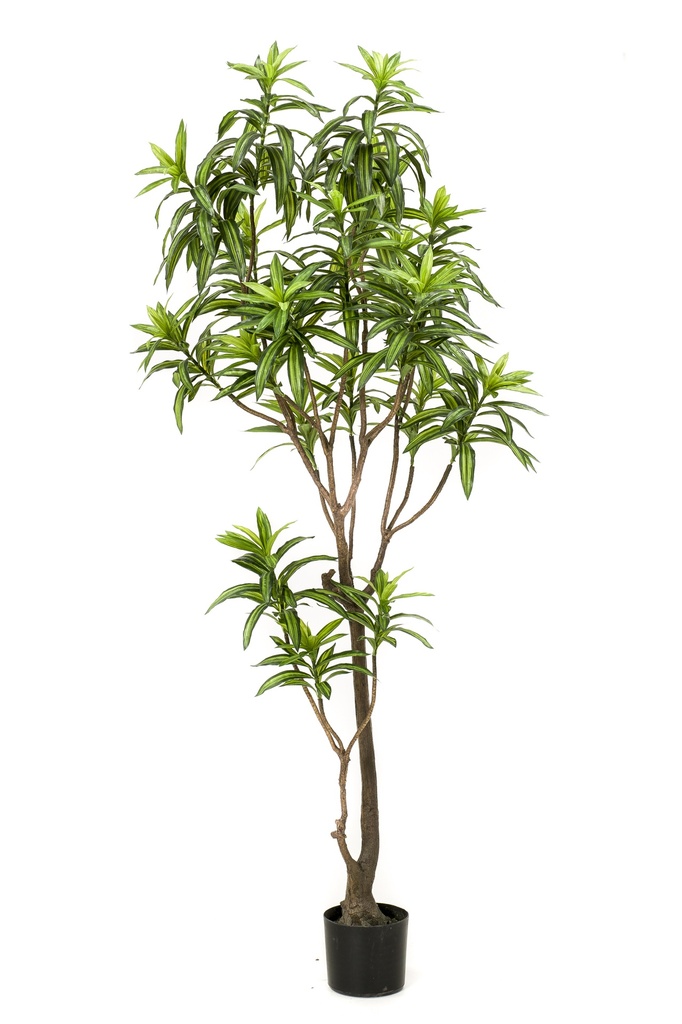 Dracaena artificiel