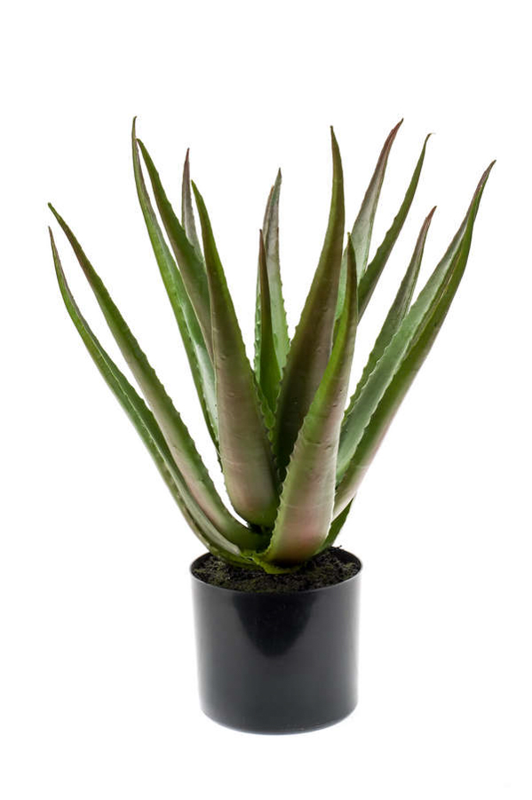 Aloe vera artificiel