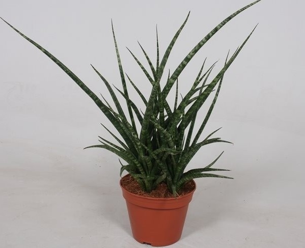 Sanseveria 'Fernwood Punk'