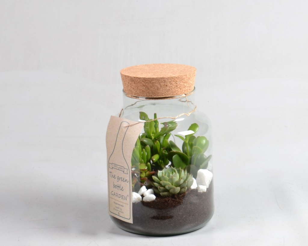 Succulente bouteille