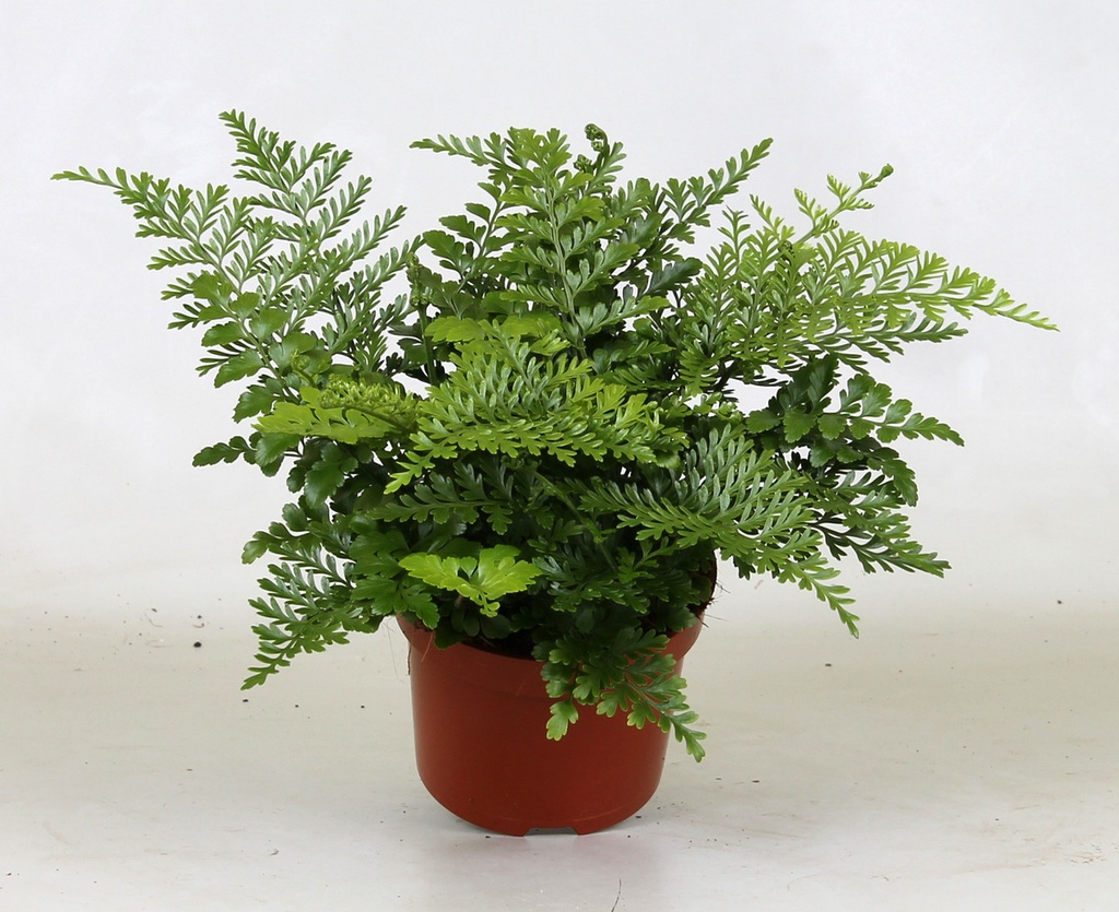 Asplenium parvati