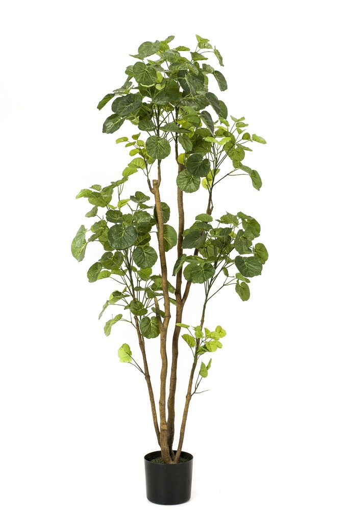 Polyscias artificiel