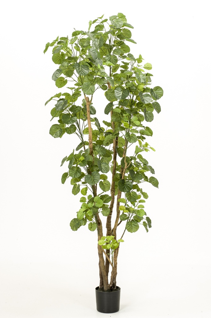 Polyscias artificiel