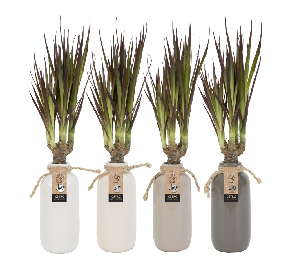 Dracaena marginata en bouteille