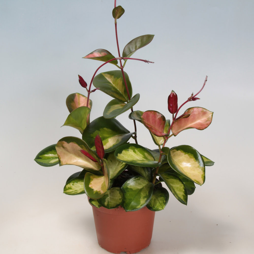 Hoya carnosa 'Tricolor'