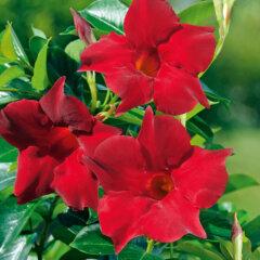 Dipladenia 'Diamantina'