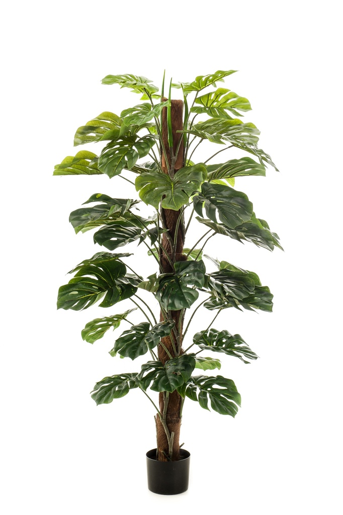 Monstera sur tuteur artificiel