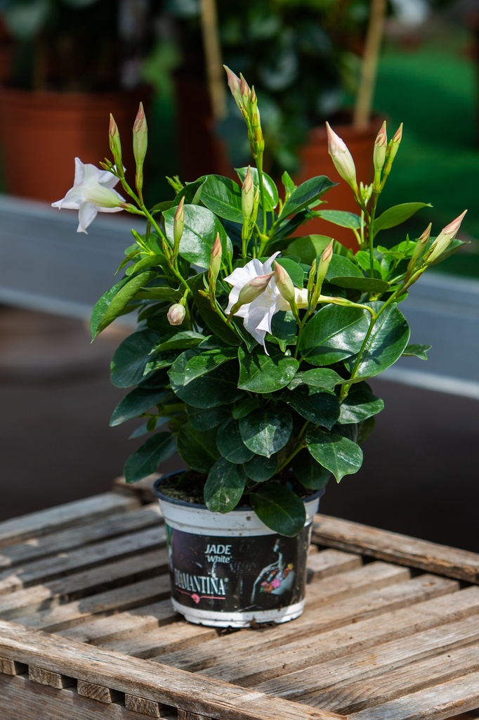 Dipladenia 'Diamantina'
