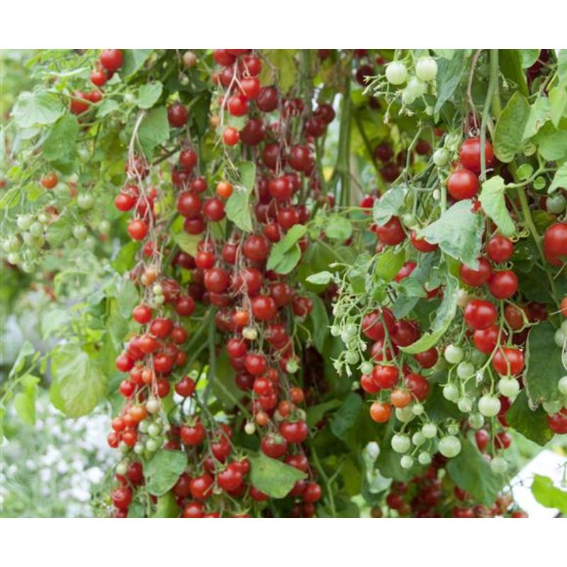 Tomate cerise