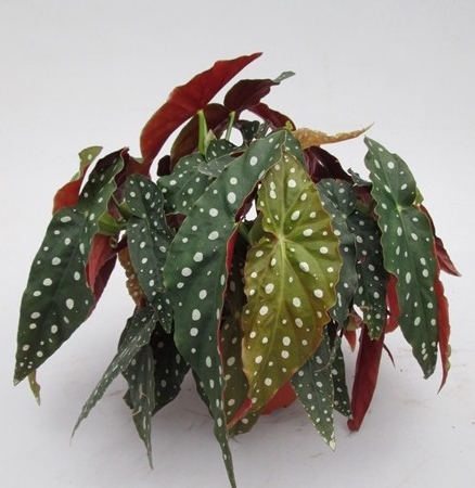 Begonia maculata