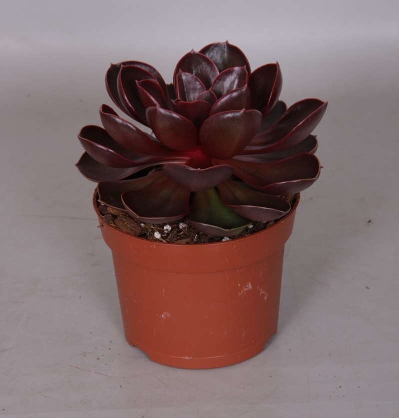 Echeveria 'Red Ruby'