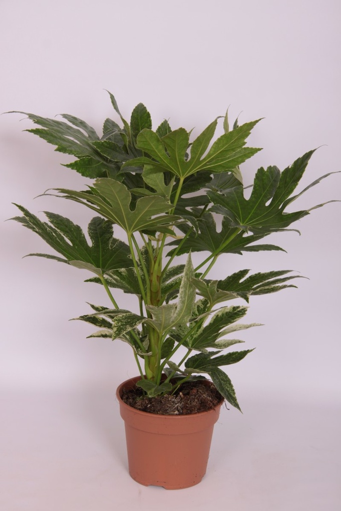 Fatsia japonica 'Spiderweb