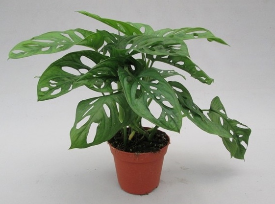 Monstera 'Monkey Mask'