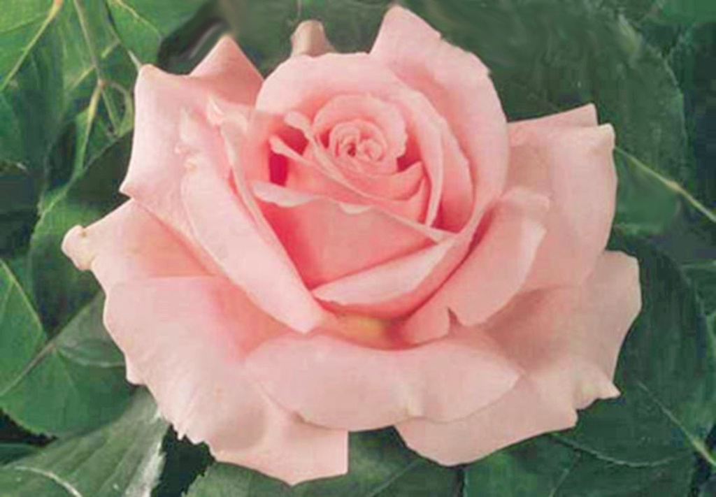 Rosier 'Frédéric Mistral'