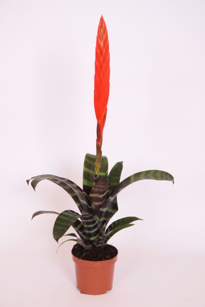 Vriesea multiflower