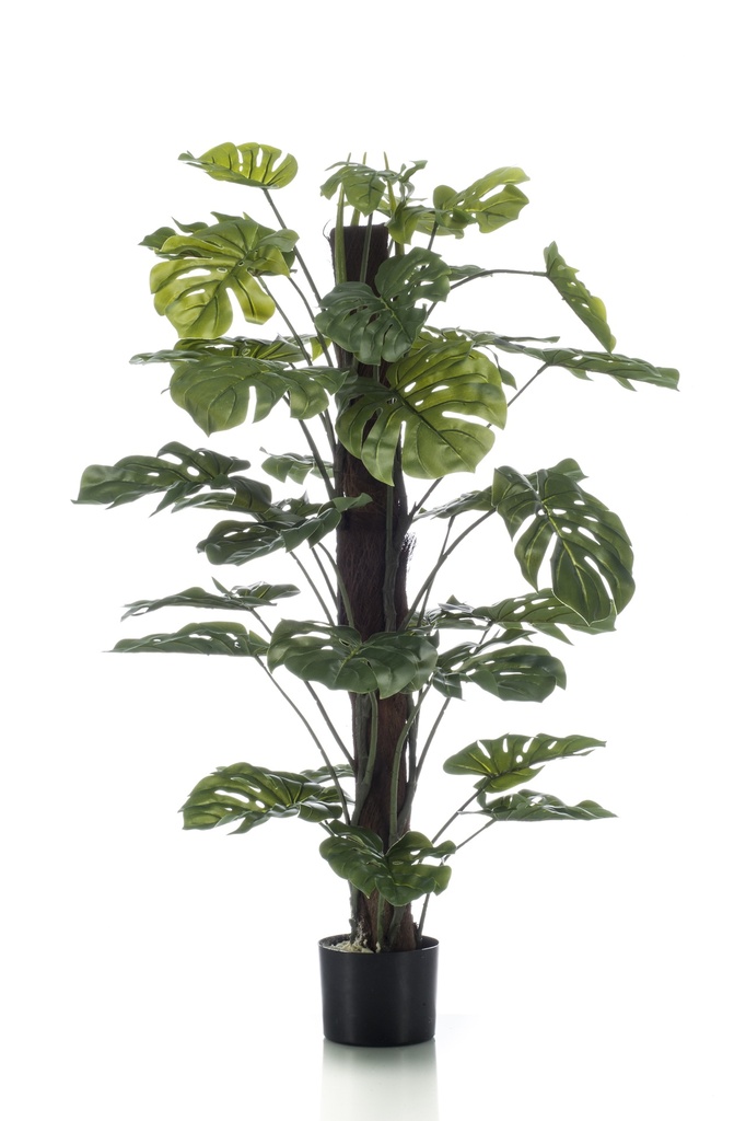 Monstera sur tuteur artificiel