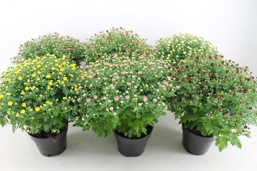 Chrysanthème