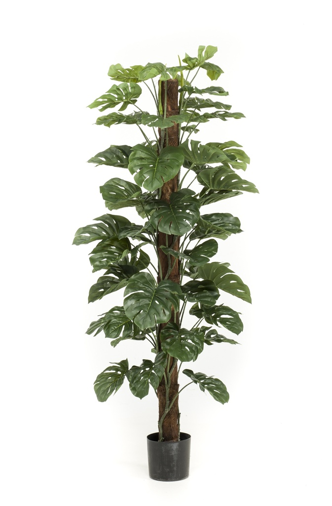 Monstera sur tuteur artificiel