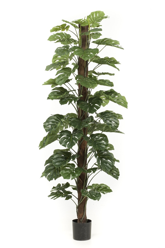Monstera sur tuteur artificiel