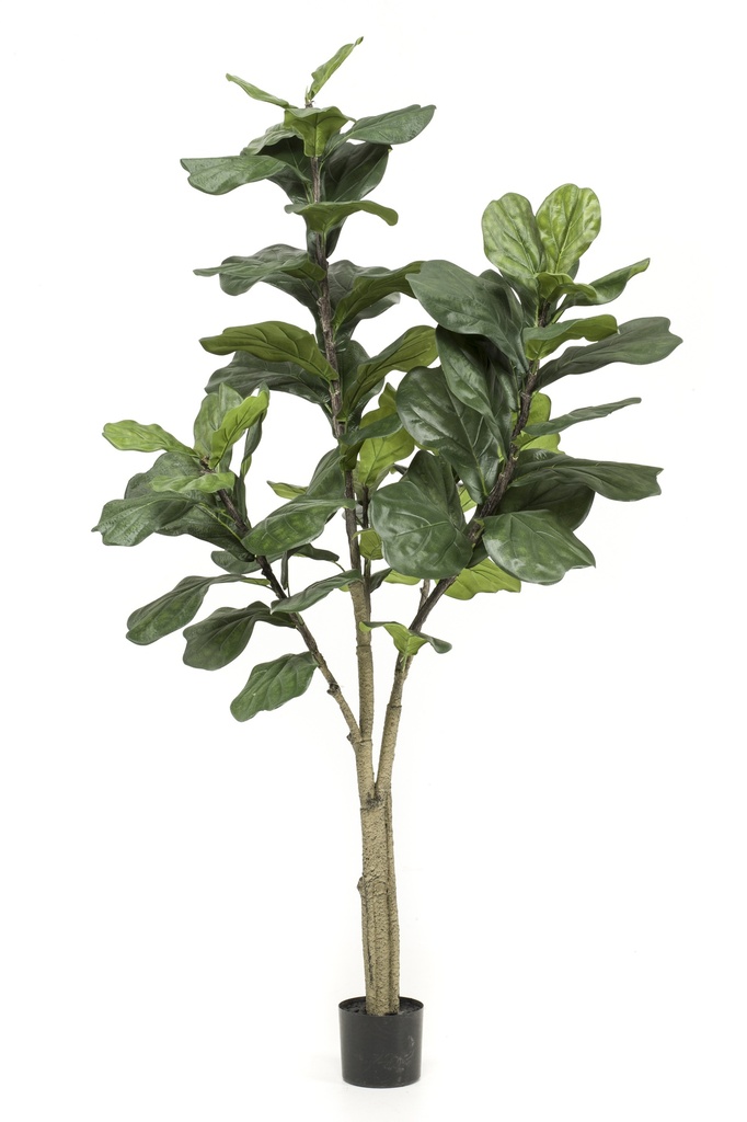 Ficus Lyrata artificiel