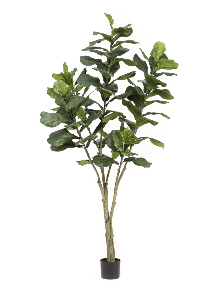 Ficus Lyrata artificiel