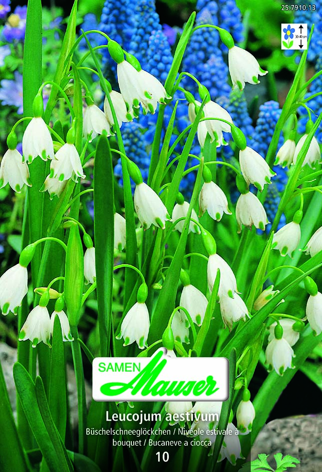 Leucojum aestivum 10 (14/)