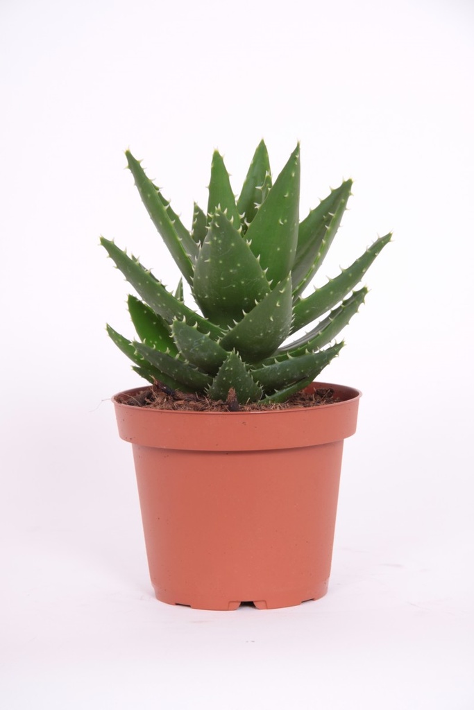 Aloe mitriformis