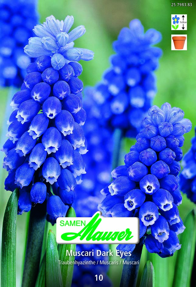 Muscari aucher.Dark Eyes 8 (14/)