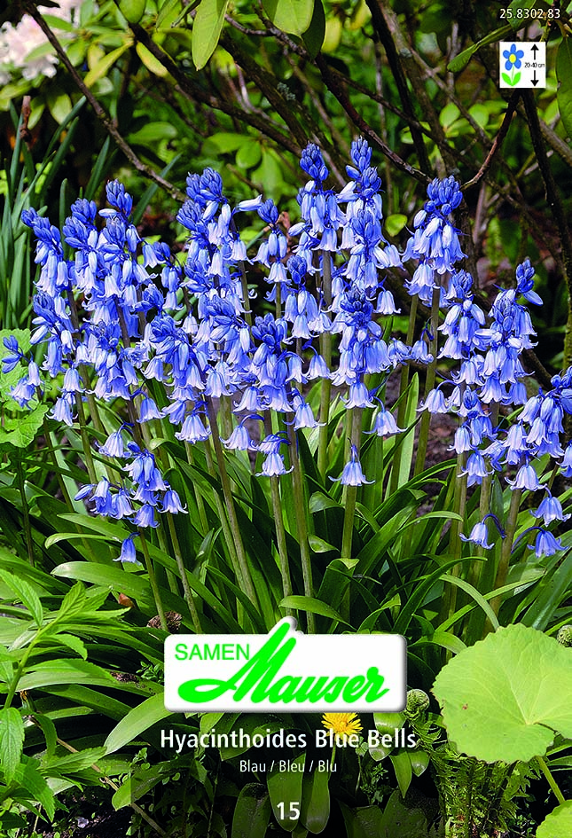 Scilla Blue Bells 10 (14/)