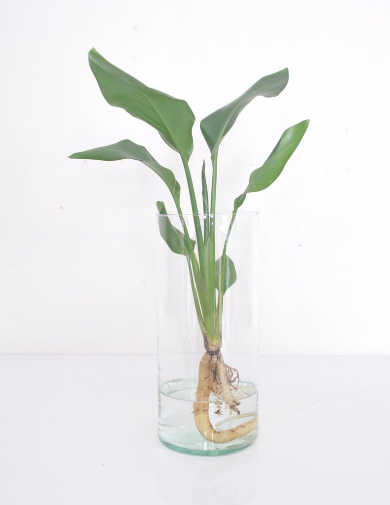 Strelitzia dans vase