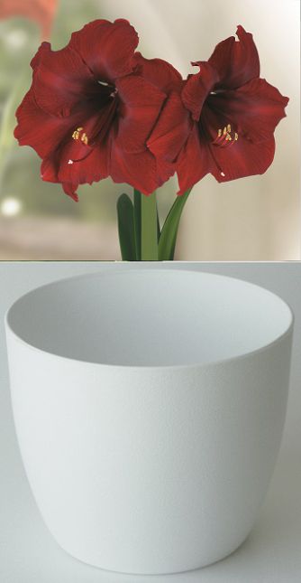 Amaryllis Gloria Royal Velvet