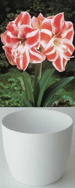 Amaryllis Gloria Blanc/Rouge