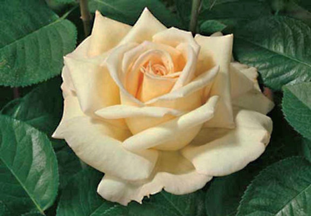 Rosier 'Jardins De Bagatelle'