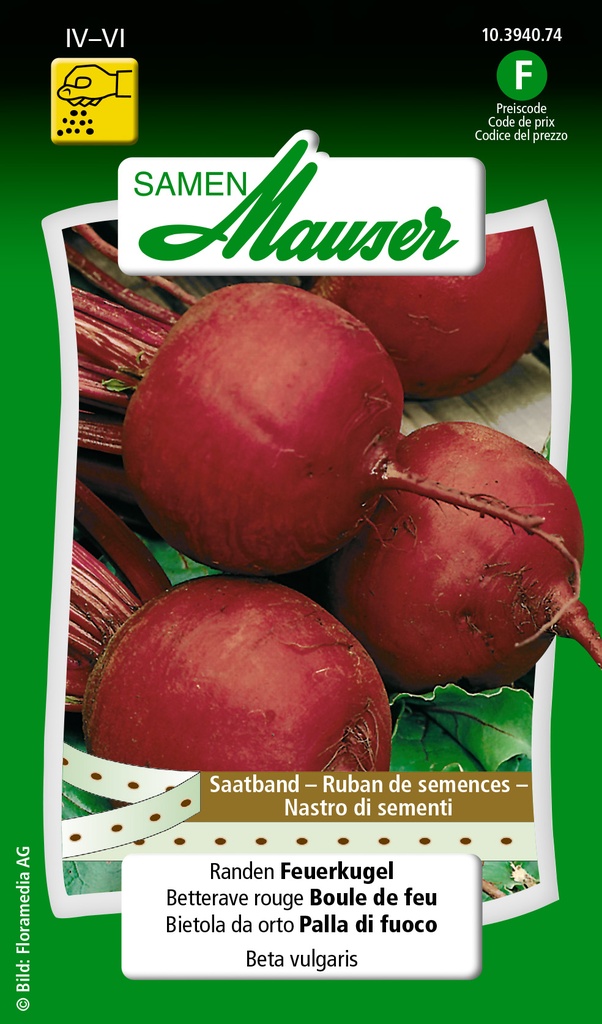 Betterave rouge ruban à semis