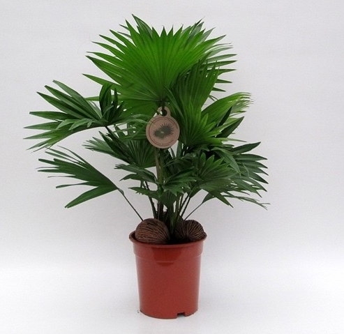 Livistona rotundifolia