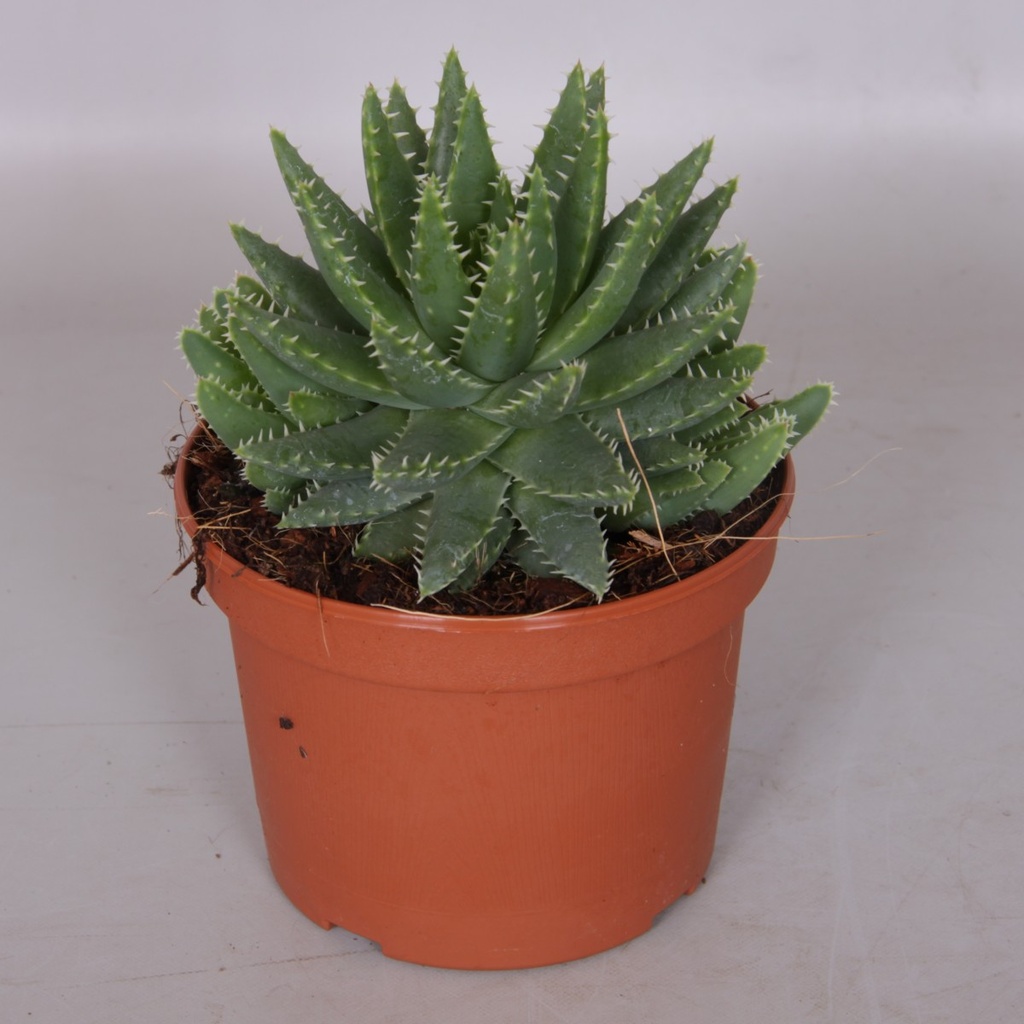 Aloe brevifolia
