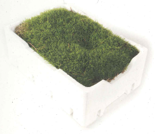 Mousse de décoration