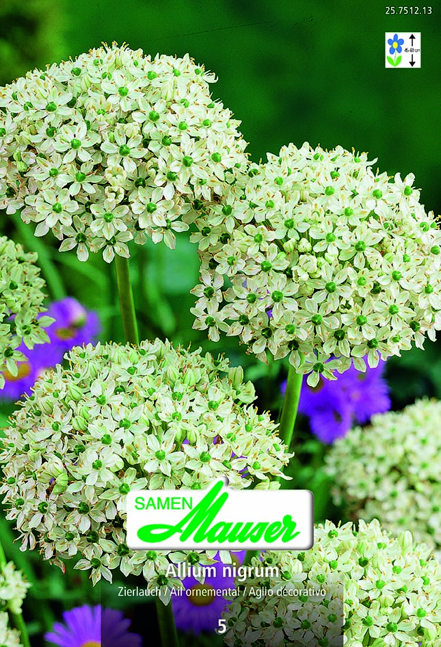 Allium nigrum 4 (12/)