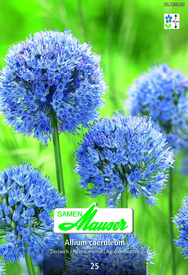 Allium caeruleum (azureum) 25 (4/)