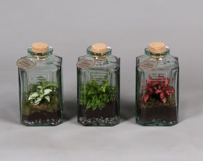 Terrarium plantes vertes