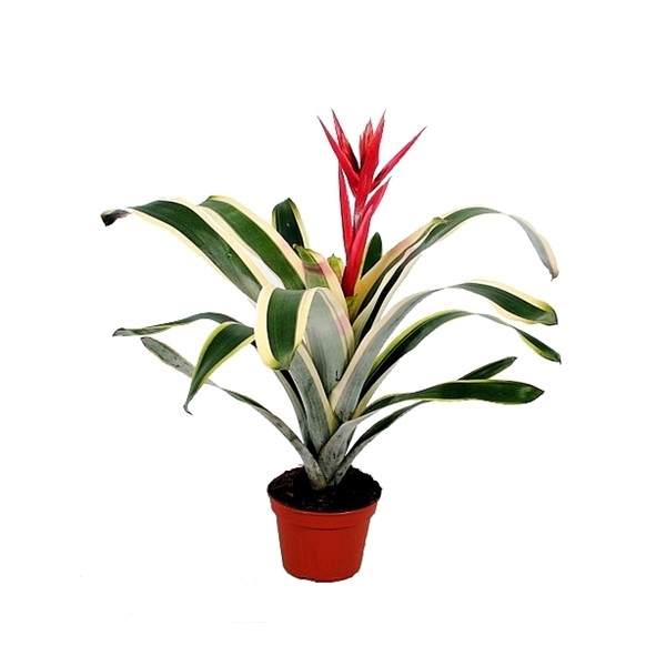 Aechmea 'Felice Rouge'