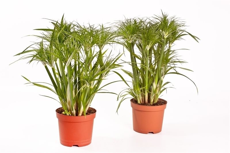 Cyperus papyrus 'Percamentus'