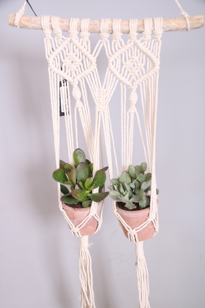 Crassula - arrangement
