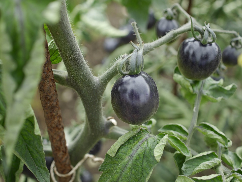 Tomate 'Black Cherry'