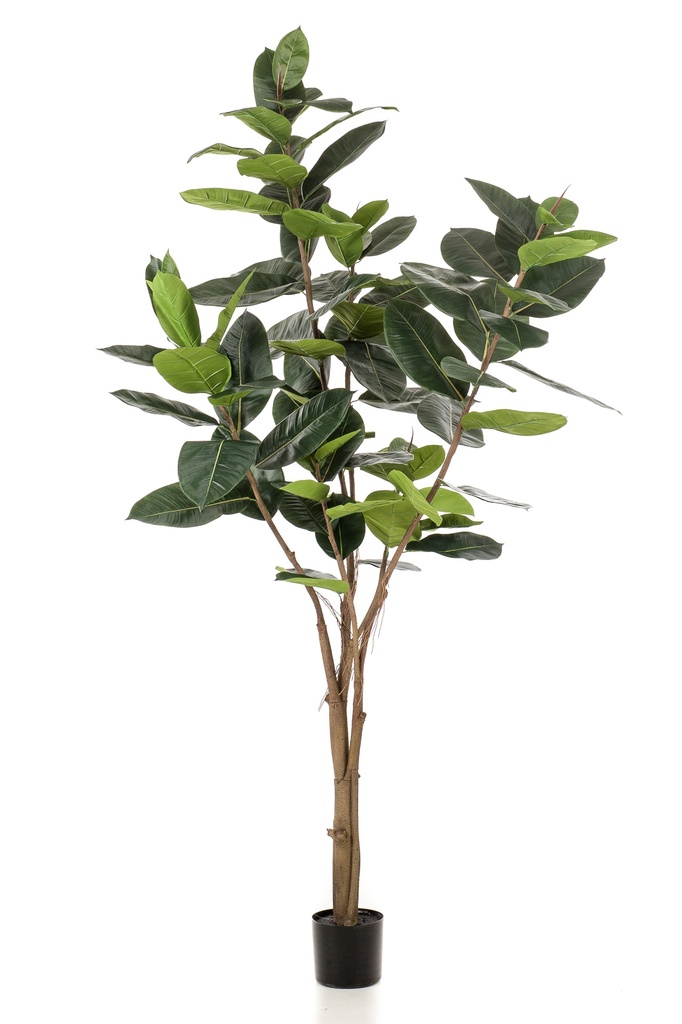 Ficus elastica artificiel
