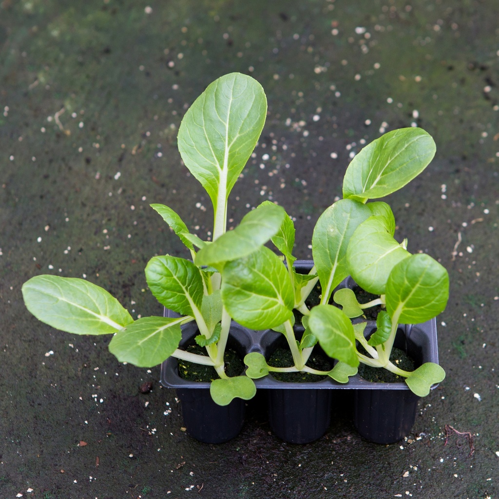 CHOU PACK CHOI (Bac de 6)