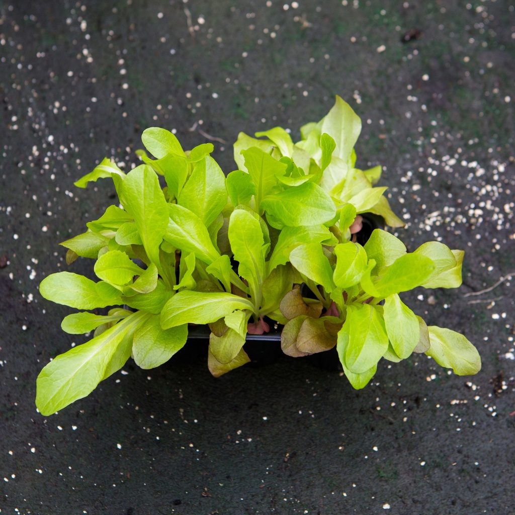 SALADE A TONDRE CONFETTI (Bac de 6)