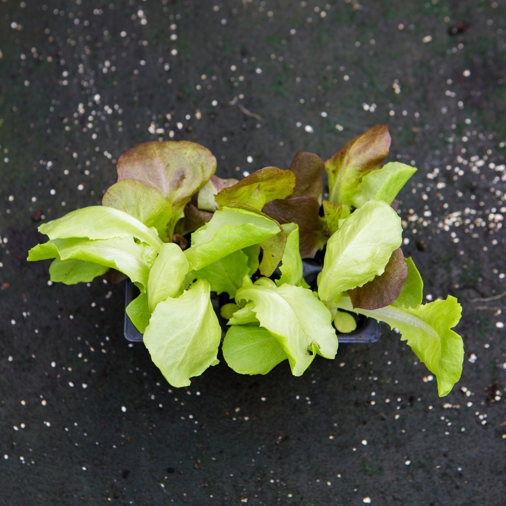 SALADE POMMEE ROUGE ET VERTE (Bac de 6)