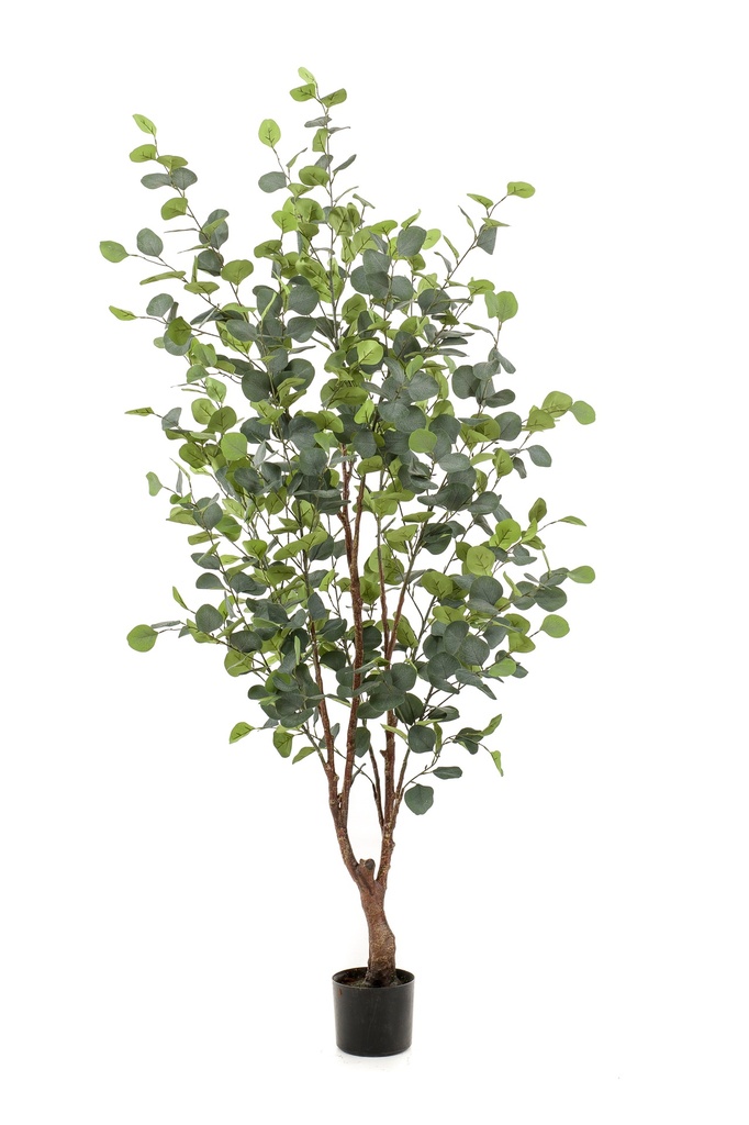 Eucalypthus artificiel