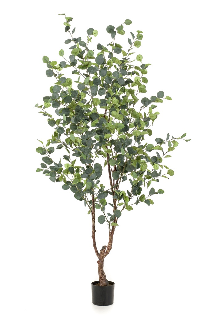 Eucalypthus artificiel